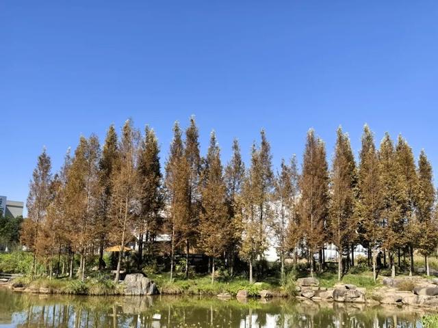 摘甜橙、赏红枫……龙岩初冬玩法上新