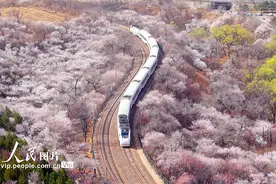 北京：列车穿越花海图片