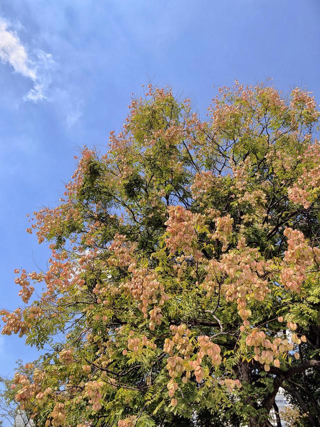 晚潮｜满城的桂花又香了