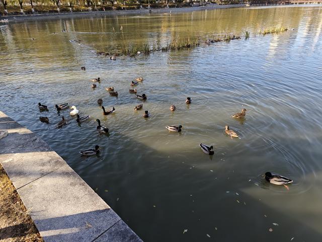 北京农展馆后湖，何以引来百鸟嬉？现场探秘——