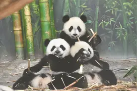 城友圈 | 穗港齐齐玩转“熊猫IP”图片
