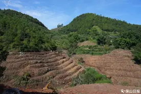 保山隆阳区蒲缥镇：村庄抱团打造百亩牛油果示范种植基地 探索农民增收新路径图片