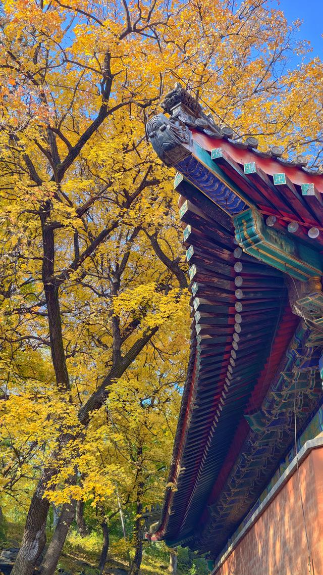 于香山叶脉间，读懂了这座城的秋天