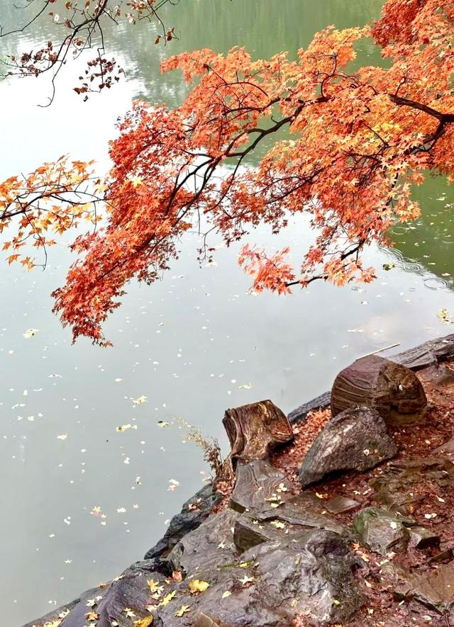 请美景多驻留几天，北京公园“落叶缓扫”留住最美秋色