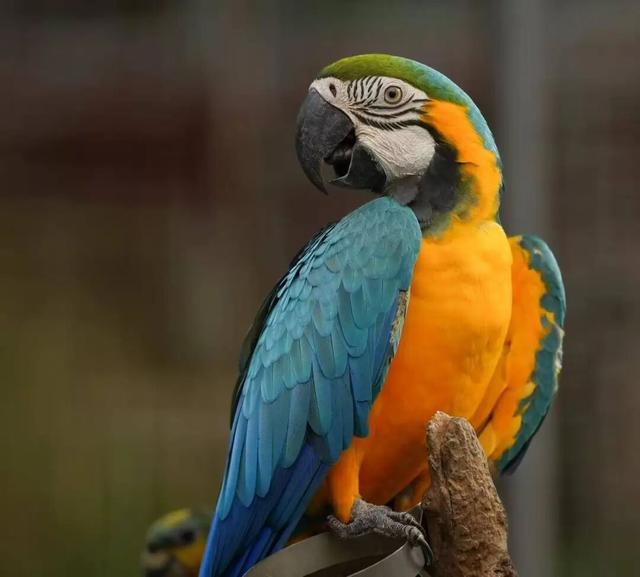 “疯狂动物城”现实版来啦！免费送票，速冲！