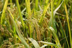 问记者丨什么是再生稻？有啥不一样？图片