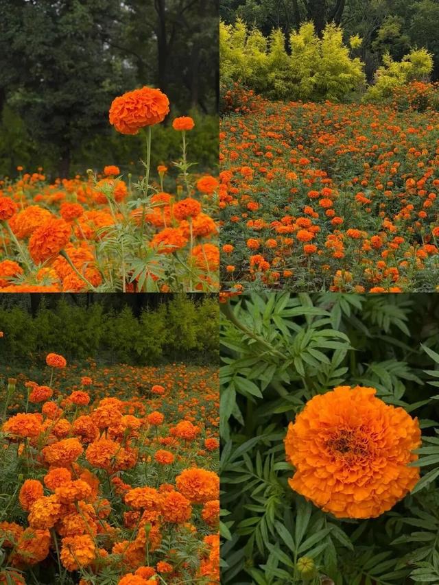 大观公园万寿菊花开正好