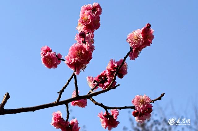 踏青赏春正当时 泰山梅园春意正浓