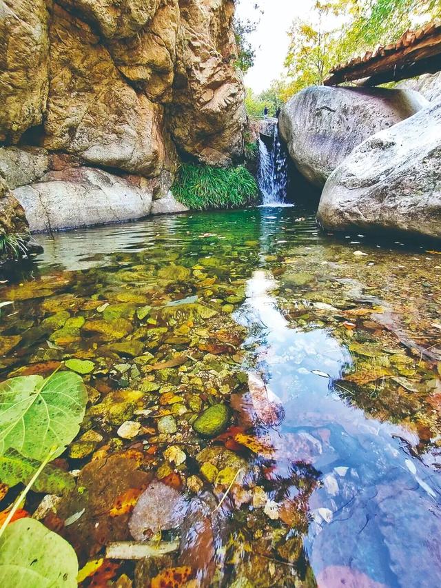 “刷爆”洛阳人朋友圈的金色，谁看谁心动～