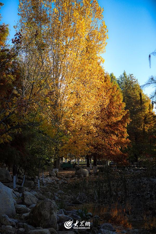 四季予你丨流动的油画！鱼鸟河水杉林上演“渐变魔法”