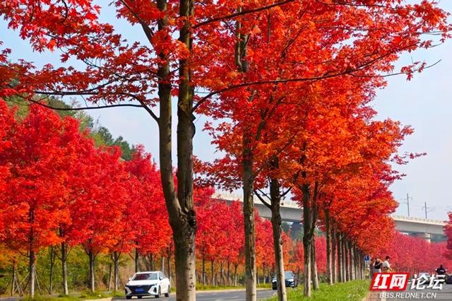 秋游时刻丨当秋日遇 “意外”，鱼形山用一湖碧水、满道红枫作答