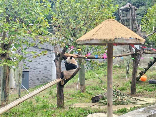 国庆中秋假期 华蓥山大熊猫苑持续火爆