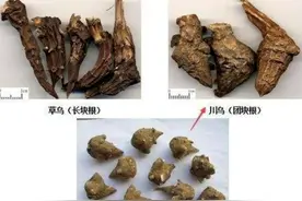 警惕！药酒变“毒酒”，这些泡酒禁忌要知道→图片