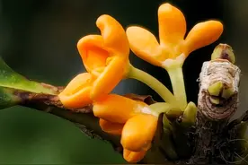 桂花姗姗来迟吐芬芳图片