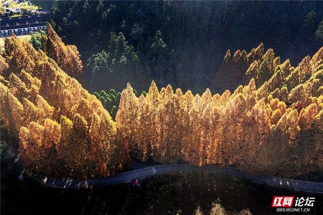 【每日一图@湖南】刷屏预警！靖州排牙山千亩水杉林绝美上线