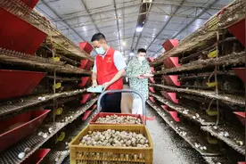 江西东乡：鹌鹑养殖奔富路 特色种养助振兴图片