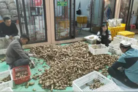 市场在售种类达200多种，四川野生菌你知多少？图片