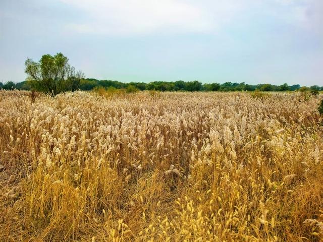 红叶飞、芦花摇，共赴一场和美丽山东的“大河之约”| 万里同心，共护黄河