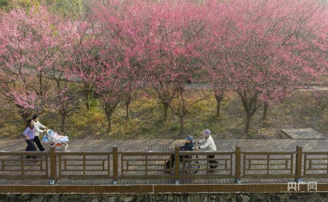 在梅香里邂逅一场诗意漫步！贵州施秉冬日“梅”景引客来