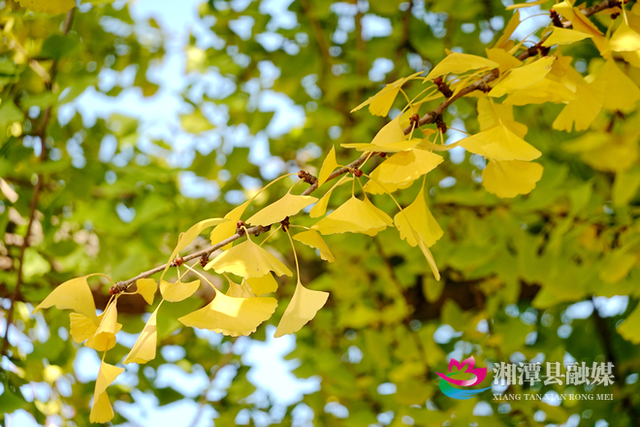 湘潭县银杏路：满目金黄入画来