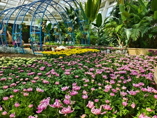 10月1日正式启幕！石家庄市植物园将举办秋季花展