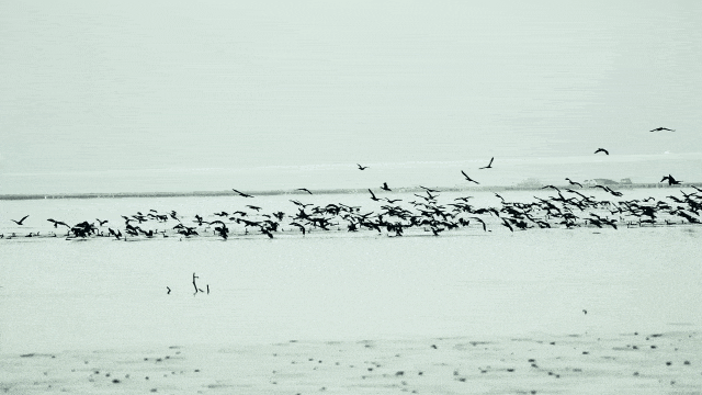 火了！深圳湾“悬浮阿姨”