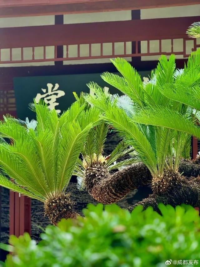 “铁树开花”，真是千年一遇？