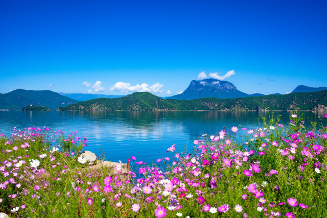美好生活在云南｜秋日泸沽湖畔格桑花开成海