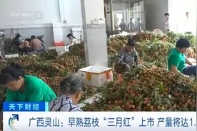 广西灵山1.5万吨“三月红”荔枝抢“鲜”上市，48小时上餐桌→图片