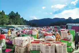 黄草坝4000亩辣椒喜获丰收图片