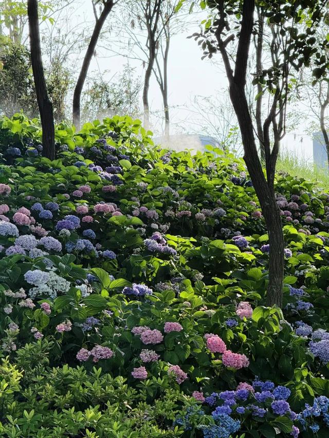 秋染良庆！异木棉粉、三角梅艳，这片土地藏着最缤纷的秋日浪漫