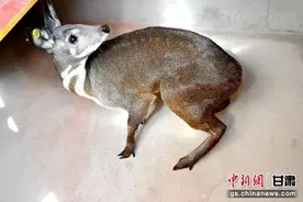 张掖迎来首批林麝安家落户图片