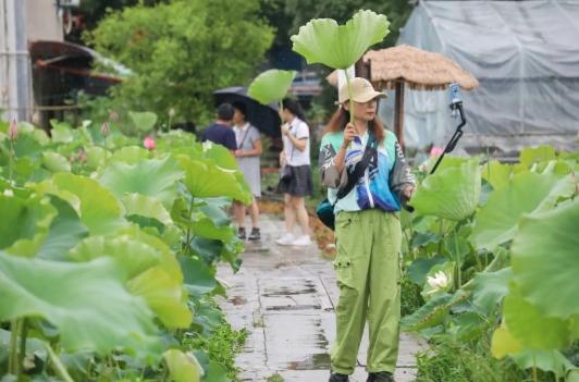 亲“荷”力满分！浙江“荷花经济”绽放暑期新亮点