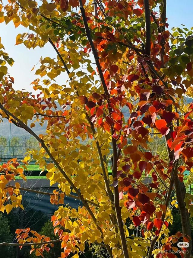 看！市北的深秋落在了地上！快来捡个秋