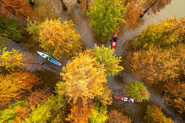 一眼心动的绝美“小森林”，在伦教找到了！