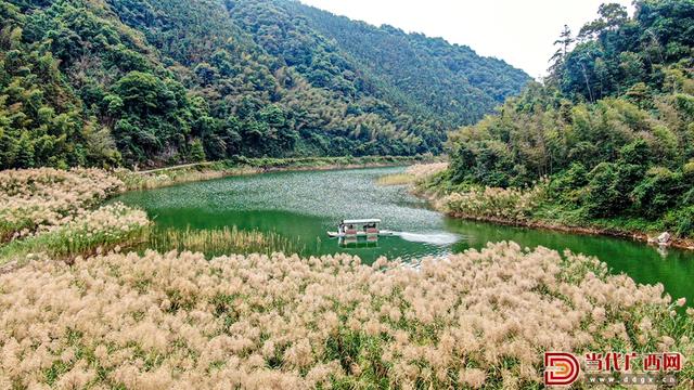 在这个秋天，赴一场与芦花的约会