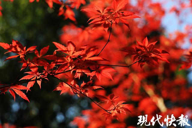 2025栖霞山“江山入戏”赏枫系列活动开启：邀您入景入戏，共赴山间风雅