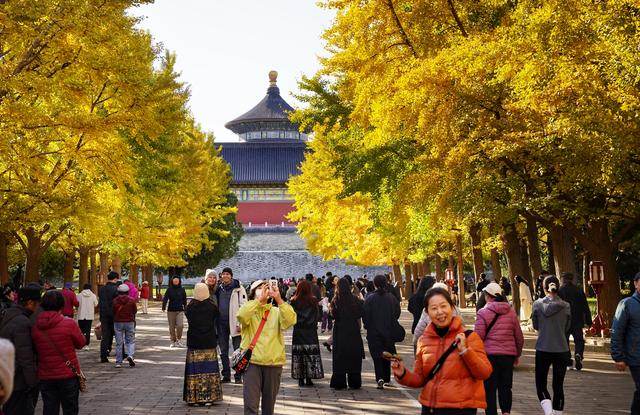 秋色浸染，天坛银杏大道换上“金衣”