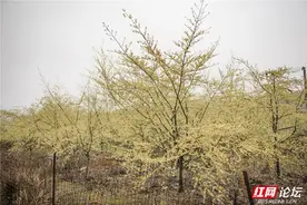 【每日一图@湖南】农家山野开满花，永州江华惊现木姜子花海图片