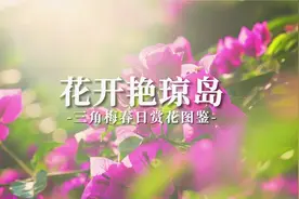 深读 | 海南三角梅“俏”在哪?图片