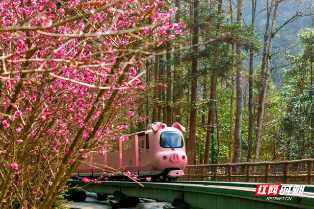 张家界十里画廊“踏雪寻梅”即将上线，“春日童话”加倍浪漫