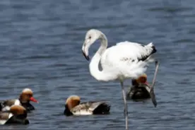 内蒙古乌梁素海近年来首次发现大红鹳图片