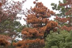 【科普知识】松树的“癌症”—松材线虫病图片