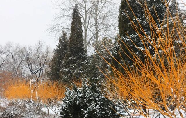 京郊冬日疗愈之旅 | 解锁北京小汤山医院绝美雪景