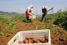 优质甘薯种植面积突破5000亩！“即墨地瓜”畅销全国远销国外图片