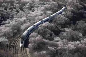 京城拍客今日精选｜一路繁花春满园 玉兰飘香动京城图片