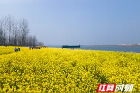组图丨超美！长沙鹅洲岛油菜花盛开如海图片
