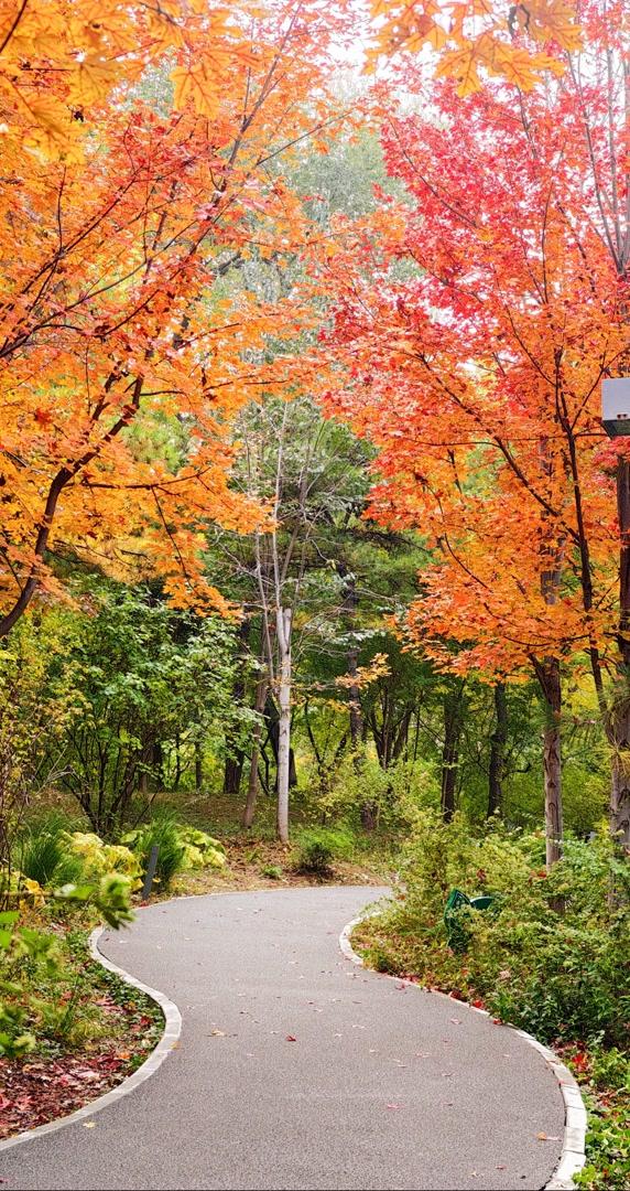 秋日清晨的北京，色彩饱和度拉满！