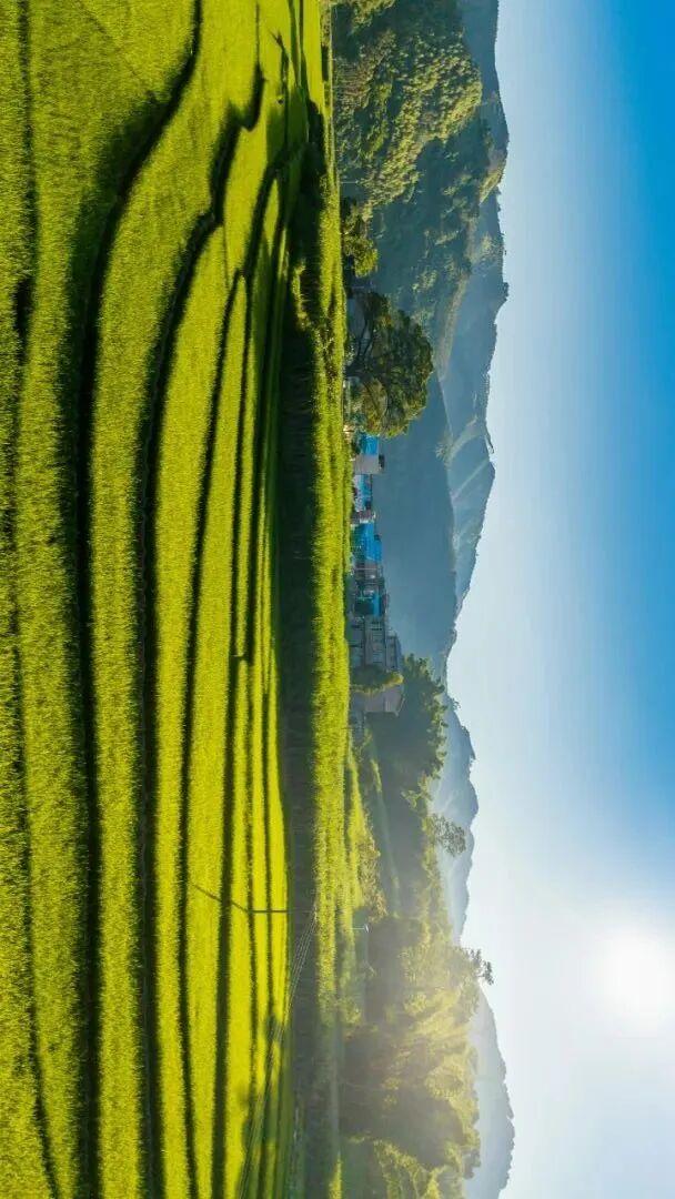 百色田东，“中国芒果之乡”不止芒果！