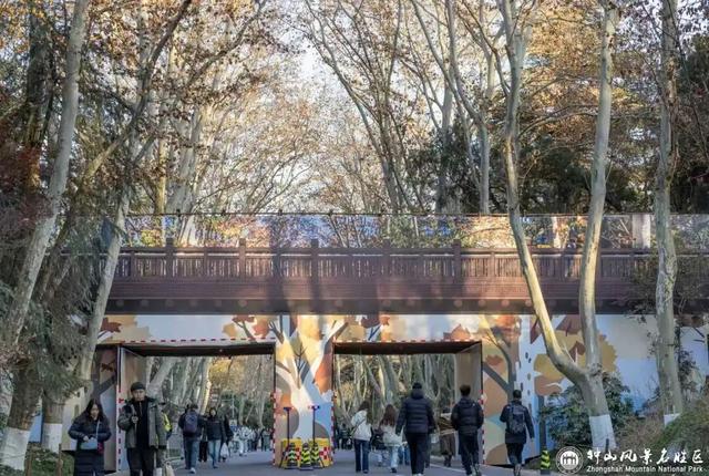 南京梧桐大道限定“皮肤”上线 ， 出片机位再升级